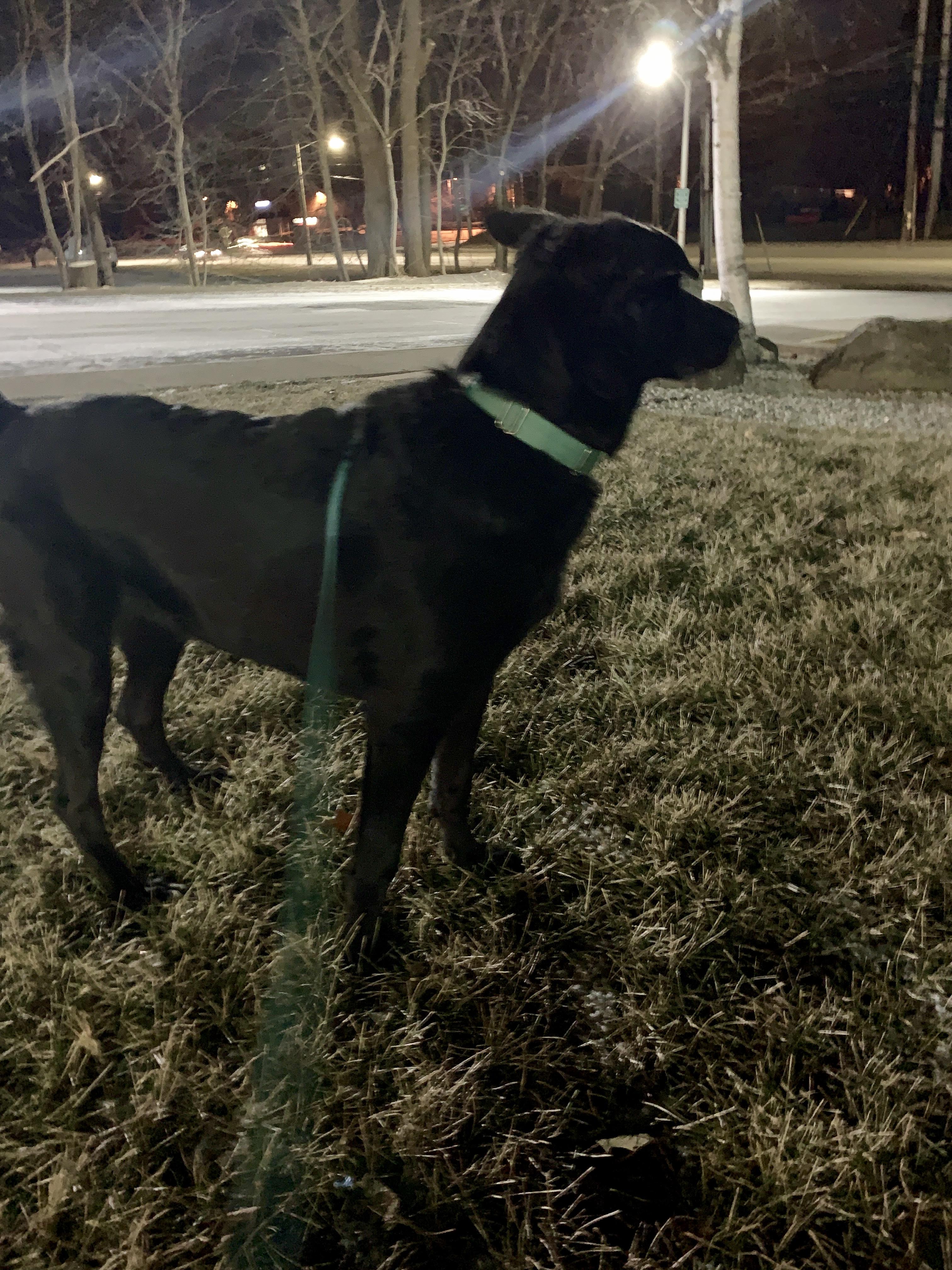 park puppy